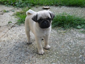 Cute puppy Arabella's puppy now doing well in the show ring!