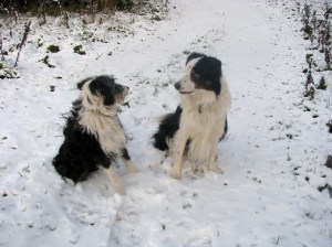 Pie and Betty chatting