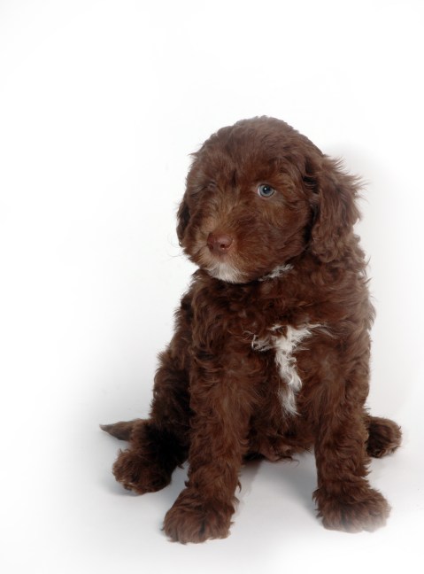 Chocolate boy at 7 weeks